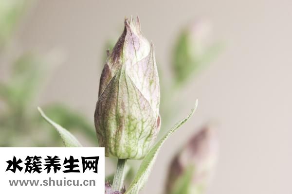 兒腹康巴布貼怎么樣