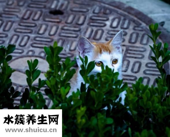 怎么去除眼睛紅血絲