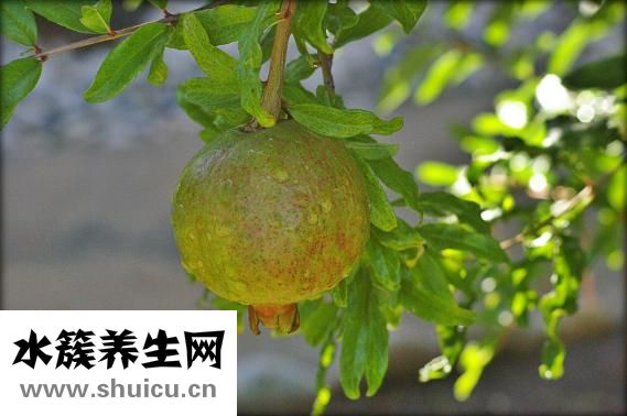 腦血栓吃什么藥好