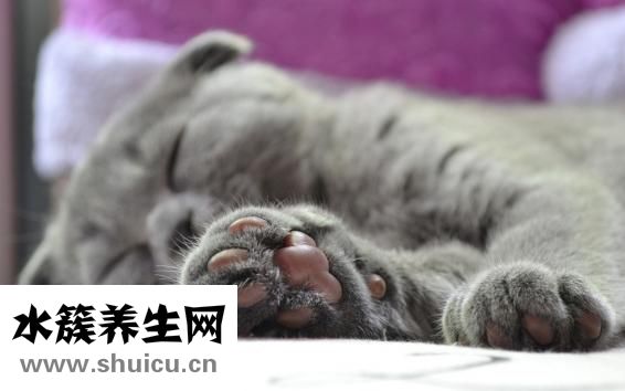 怎么樣給貓洗爪子