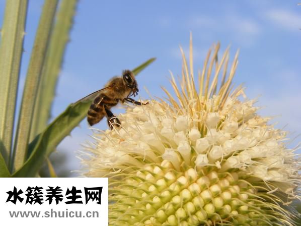 純菊散效果怎么樣