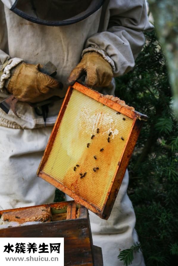 純菊散效果怎么樣