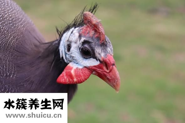 雞翅木手串怎么樣