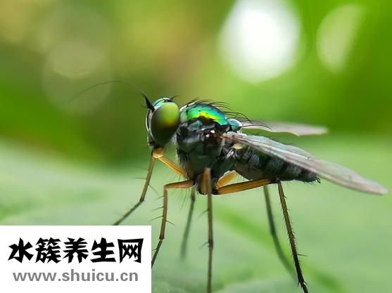 被袋鼠追什么怎么樣