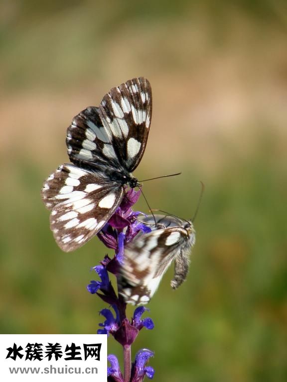 兒腹康巴布貼怎么樣