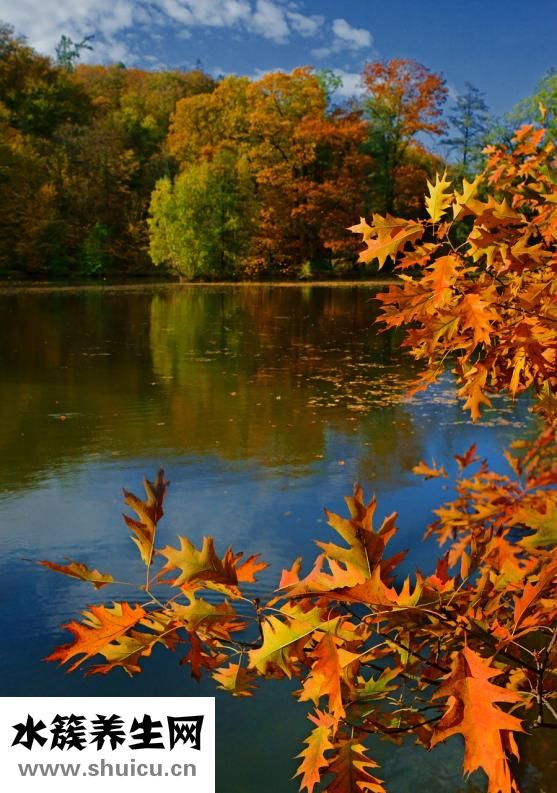 紐曼手機怎么樣