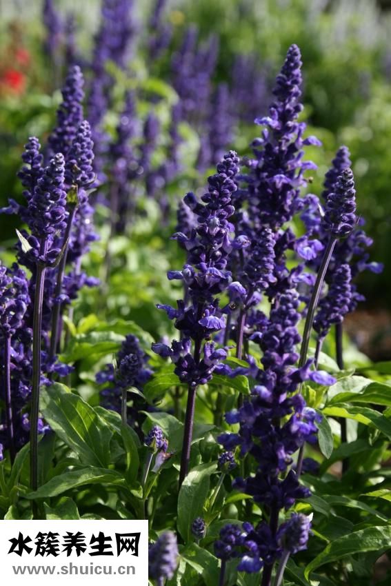 兒腹康巴布貼怎么樣