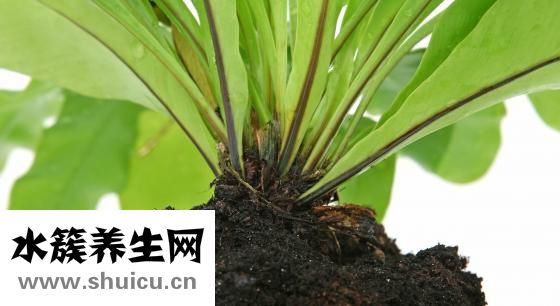 哪些是堿性食品