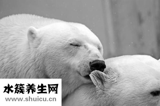 北極熊為什么不怕冷