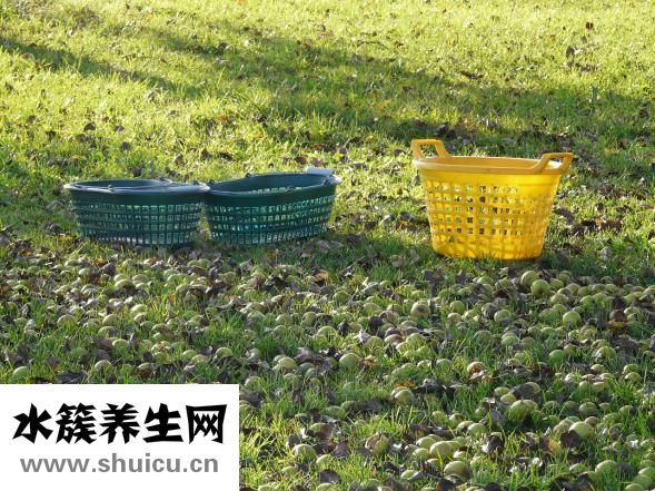 冰糖燉梨怎么做