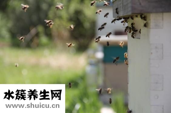 純菊散效果怎么樣