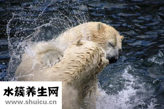 北極熊為什么不怕冷