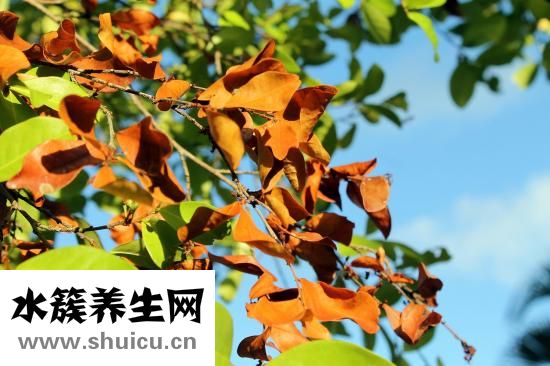 鞘膜積液怎么辦