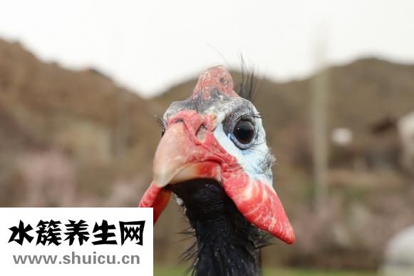 雞翅木手串怎么樣