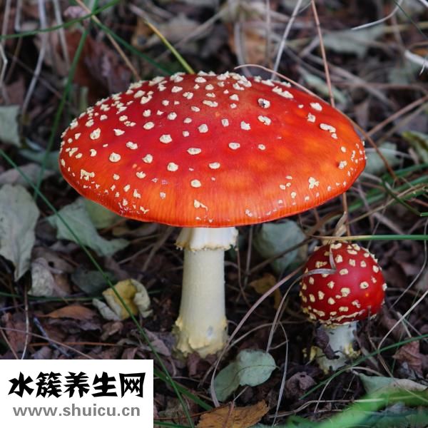 毒蘑菇吃了會(huì)怎么樣