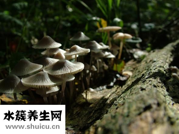 毒蘑菇吃了會(huì)怎么樣