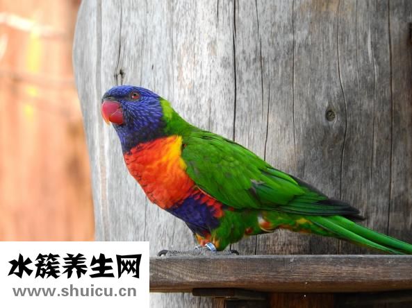 凱浦林雙肩包怎么樣