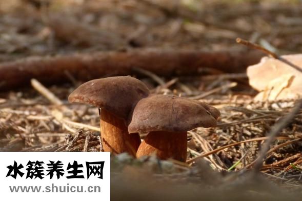 圣元蜜星客怎么樣