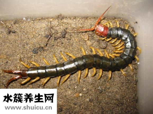 怎么樣預防蜈蚣