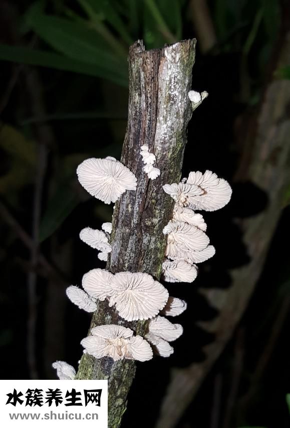 多孢菌肥料怎么樣
