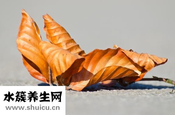 怎么用紙折蝴蝶結