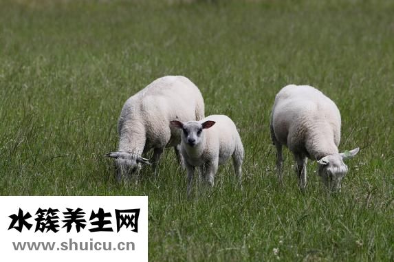 土豆喂羊怎么樣