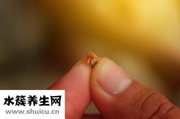 吃螃蟹喝什么酒