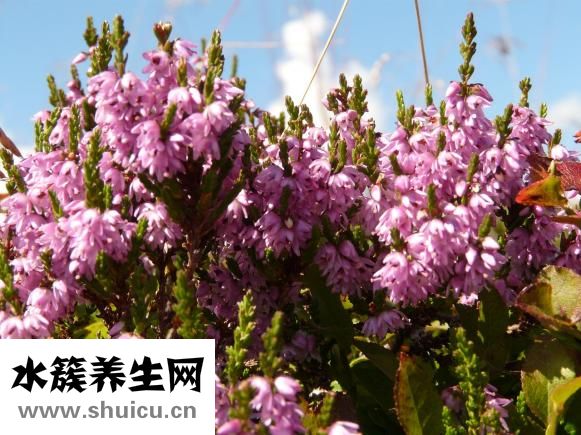 白獅子頭皮質怎么樣