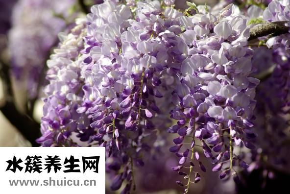 柏奧斯水龍頭怎么樣