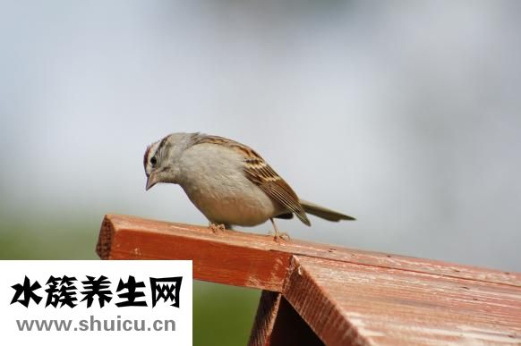 百雀羚潔面膏怎么樣