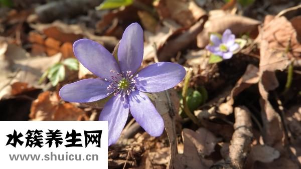 怎么樣分辨白癜風(fēng)