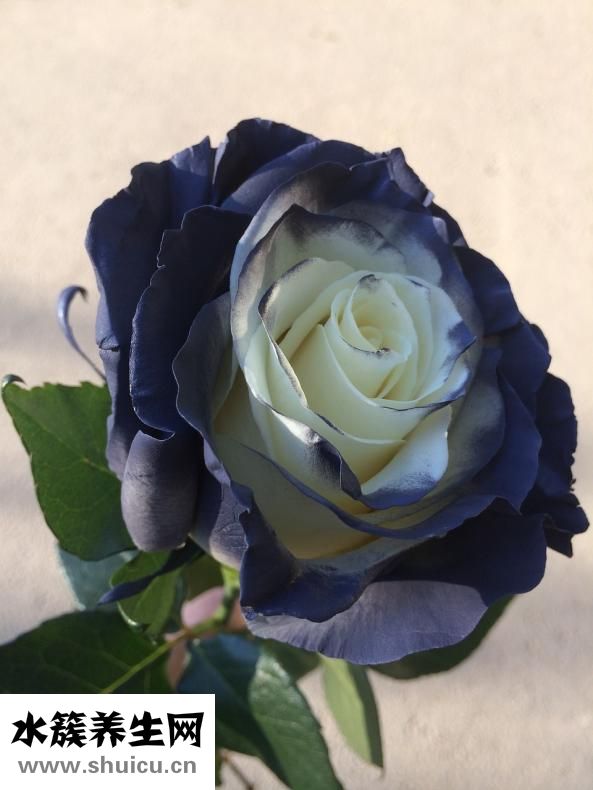 一品康孕婦喝怎么樣