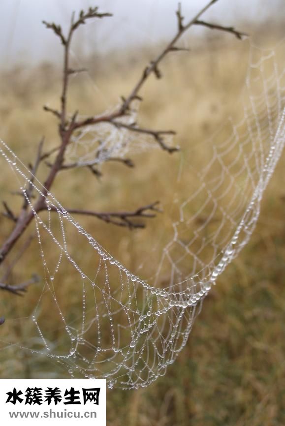 冠周炎吃什么藥