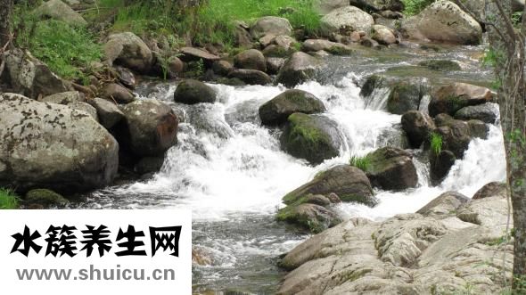 俊介是什么品種的狗