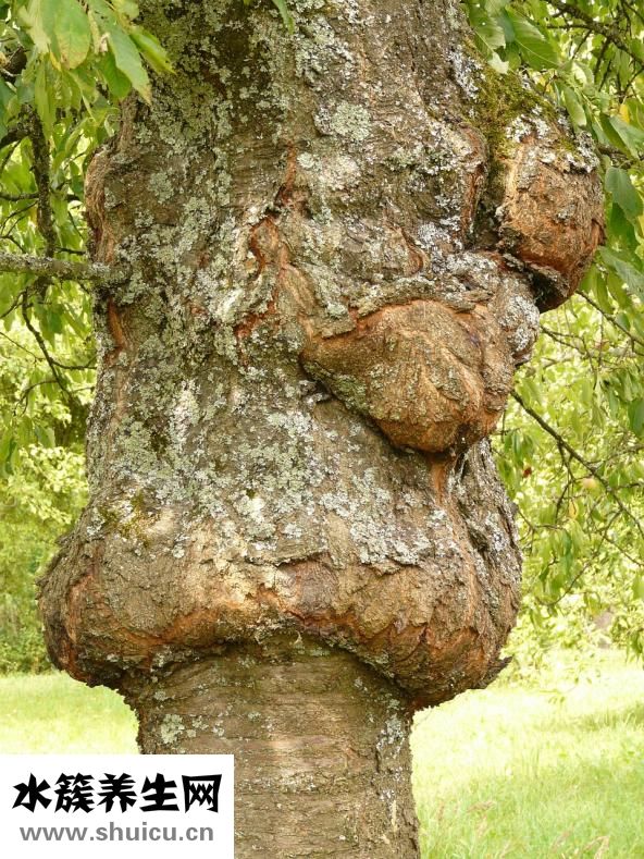 懷孕了發(fā)燒怎么辦