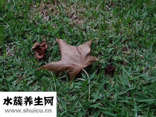 寵物貓有哪些品種