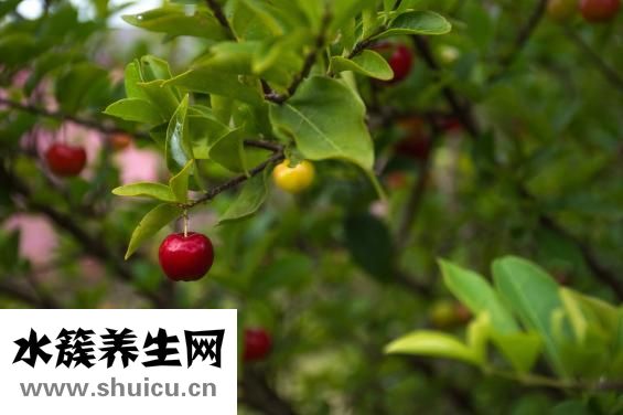 菠菜不能與什么同吃