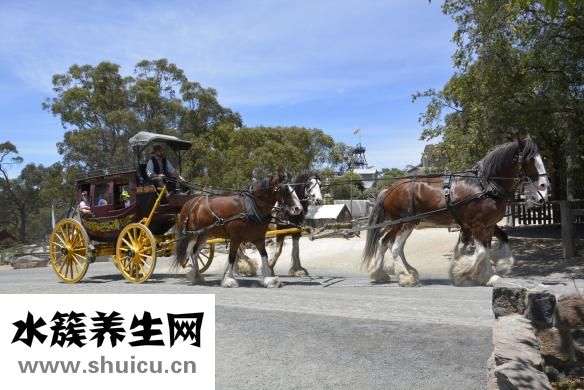 淘金麗人怎么樣