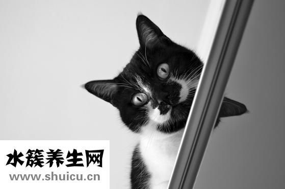 寵物貓有哪些品種