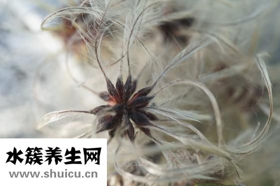 怎么治療牛皮癬