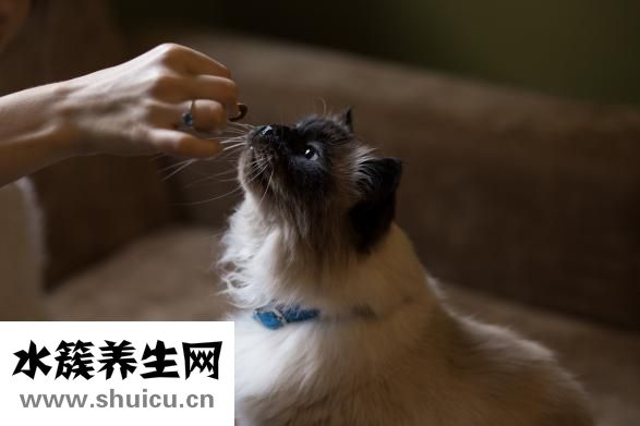 懷孕了發(fā)燒怎么辦