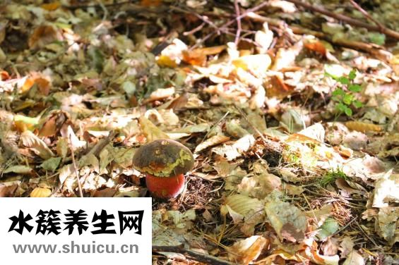 圣元蜜星客怎么樣