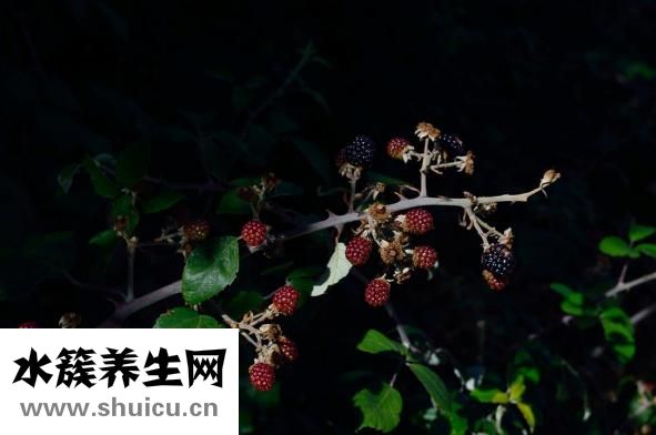 如何控制飲食減肥