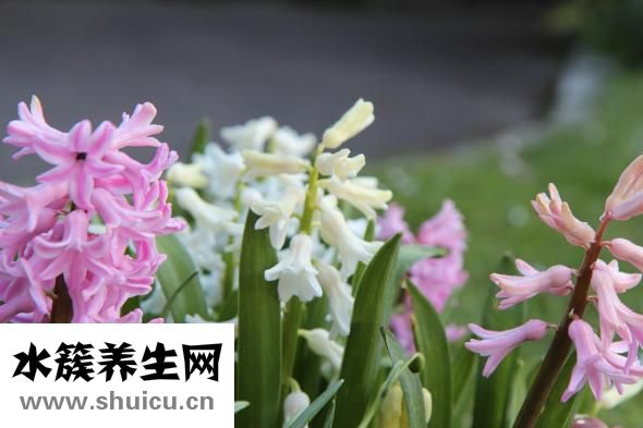 風信子的花語是什么