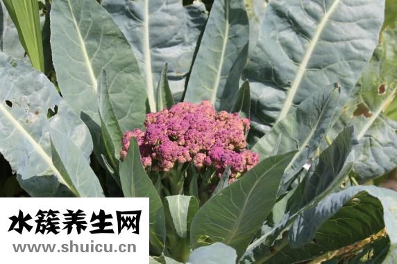 花椰菜怎么做好吃