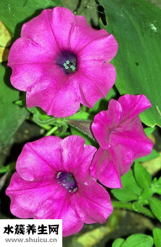 韓熙貞粉底液怎么樣