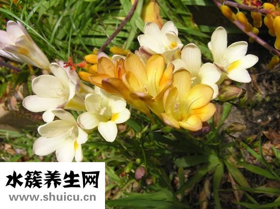 好孩子沐浴露怎么樣