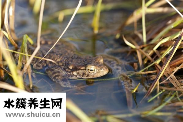 華佗古皂怎么樣