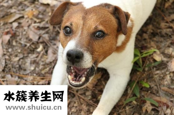 被狗狗咬了怎么辦