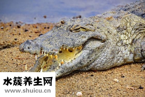 鱷魚苗怎么樣運輸